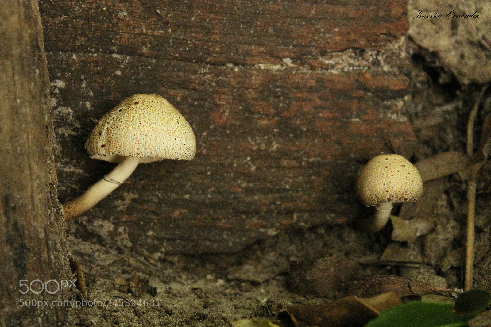 Canon EOS 650D (EOS Rebel T4i / EOS Kiss X6i) sample photo. Mushrooms photography