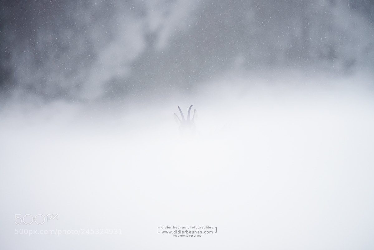 Nikon D800 sample photo. Chamois photography
