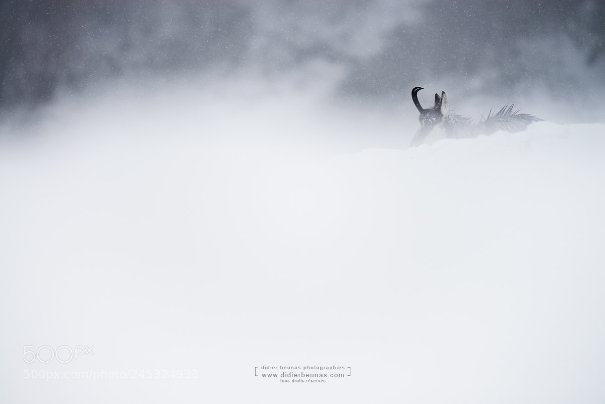 Nikon D800 sample photo. Chamois photography