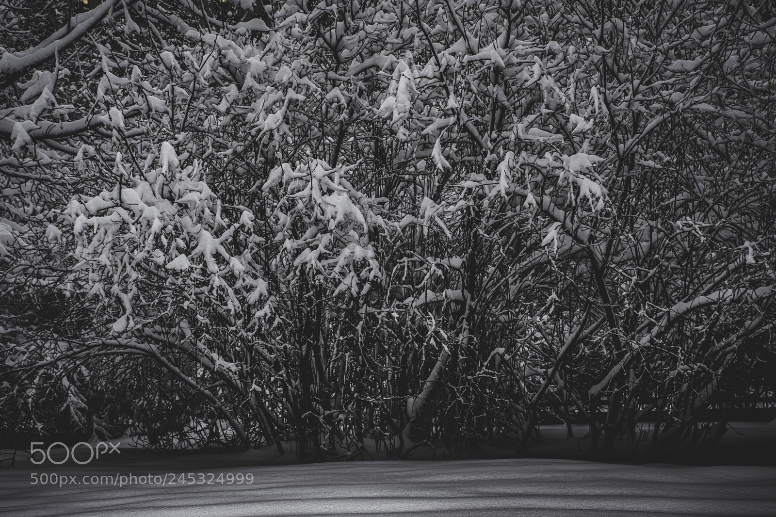 Nikon D7200 sample photo. Frozen photography