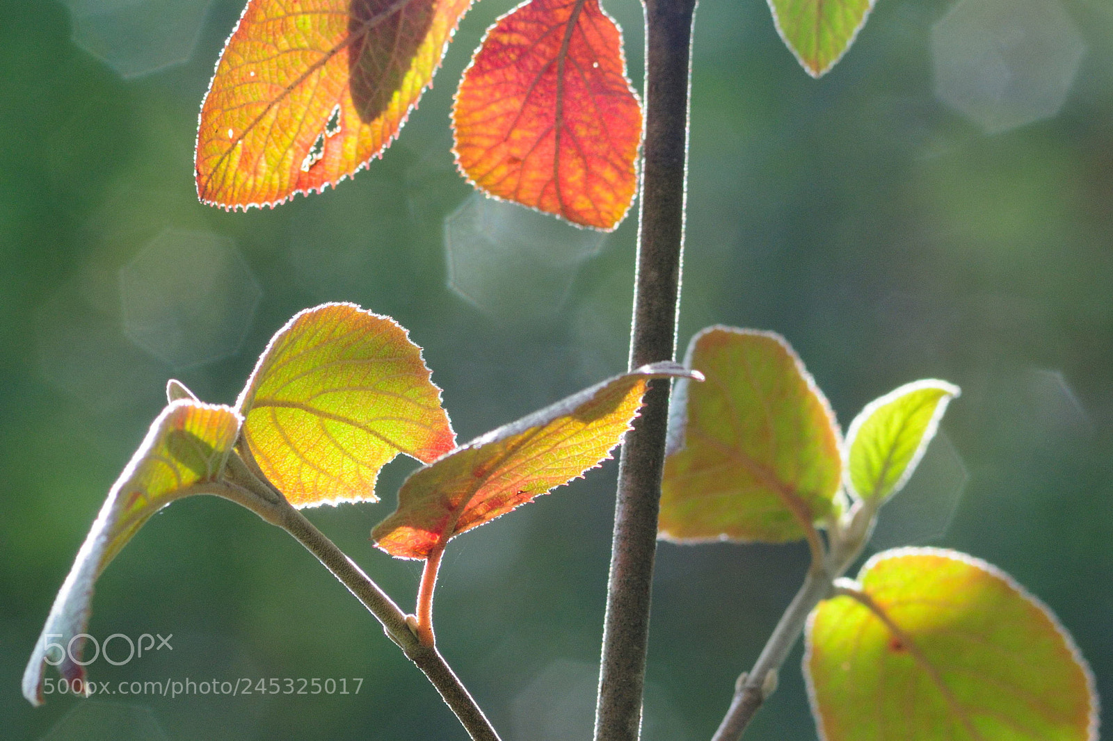 Nikon D300 sample photo. Feuilles soleil photography