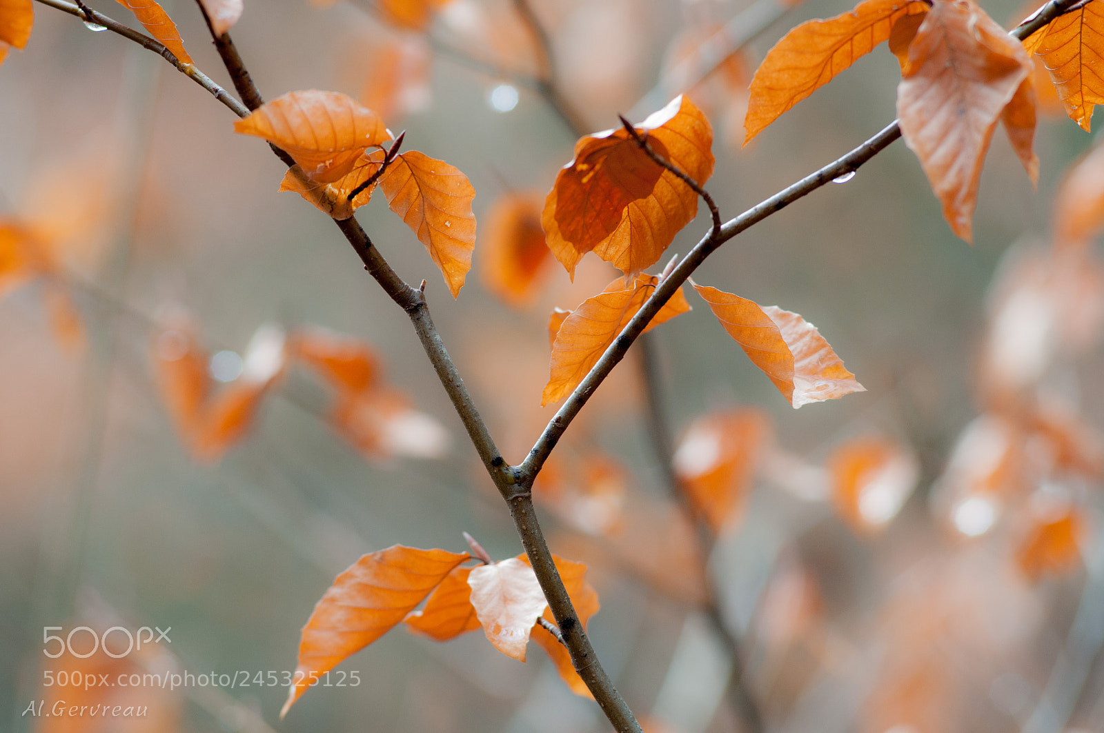 Nikon D300 sample photo. Feuilles rousses photography