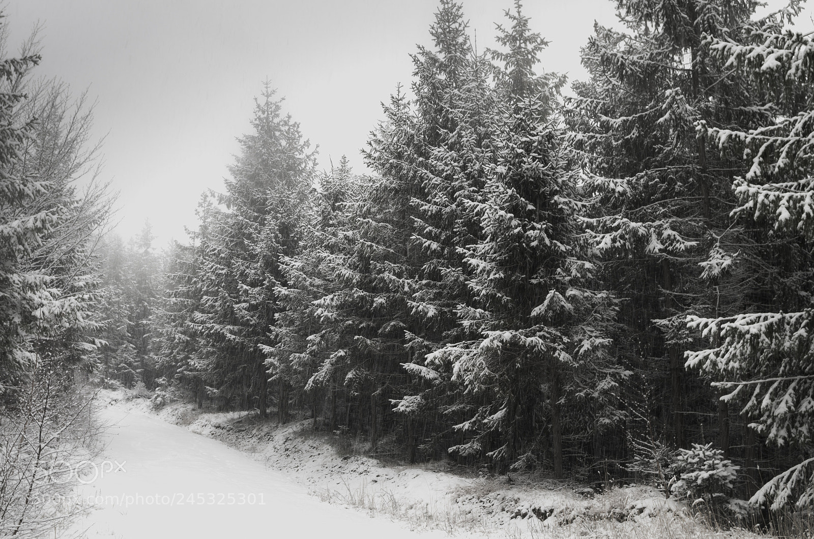 Pentax K-30 sample photo. Winter forest photography