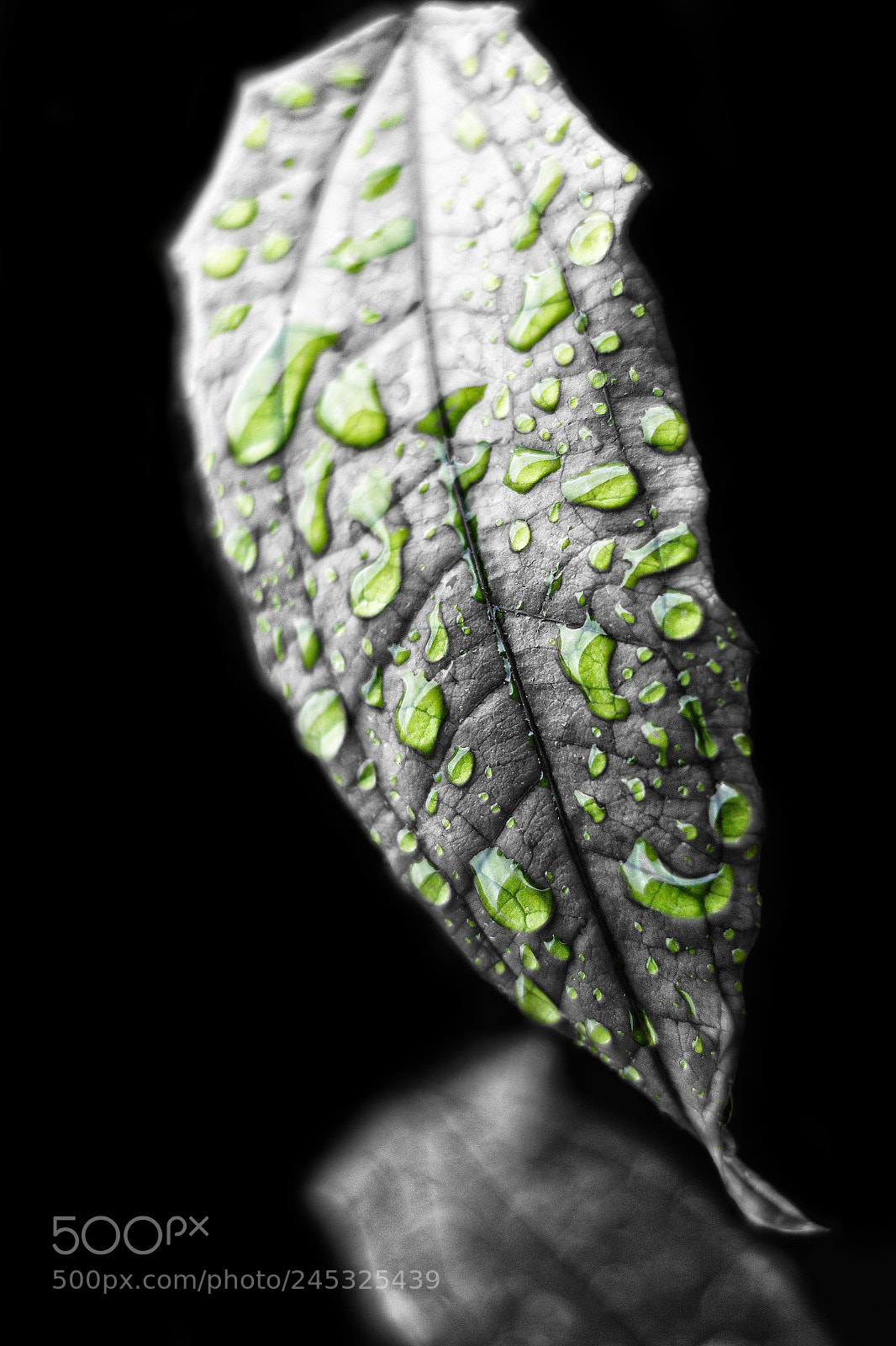 Canon EOS 650D (EOS Rebel T4i / EOS Kiss X6i) sample photo. Raindrops photography