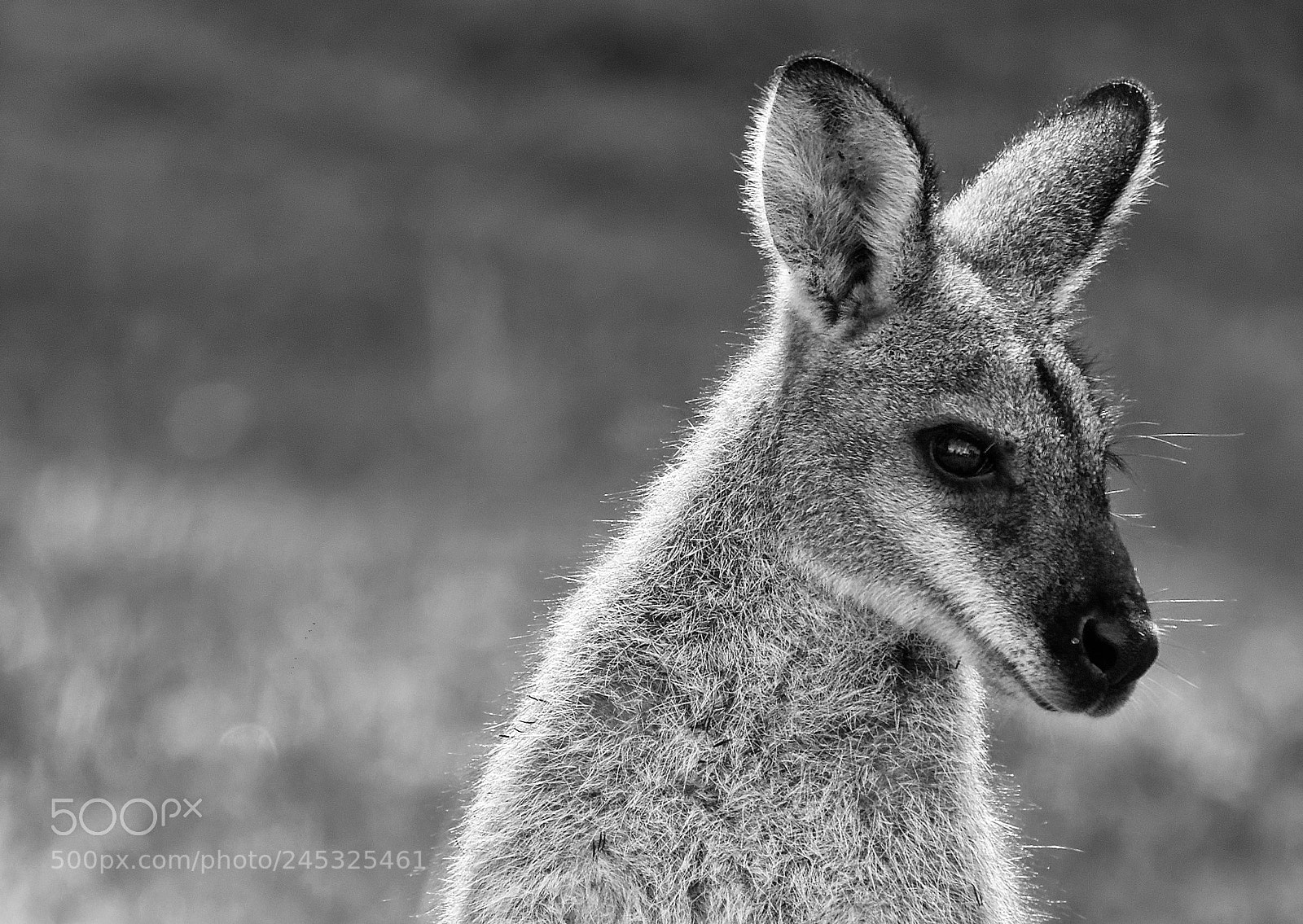 Canon EOS 650D (EOS Rebel T4i / EOS Kiss X6i) sample photo. Wallaby photography