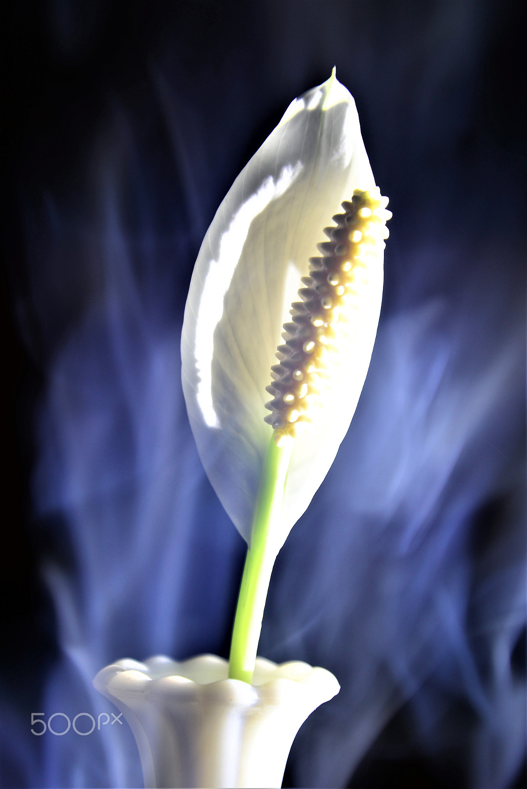 Nikon D610 sample photo. Wild lily photography