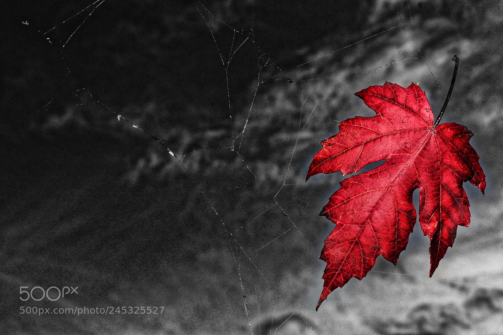 Canon EOS 650D (EOS Rebel T4i / EOS Kiss X6i) sample photo. Autumn leaves photography