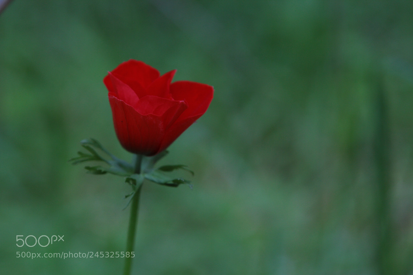 Canon EOS 60D + Canon EF 24-105mm F4L IS USM sample photo. Img photography