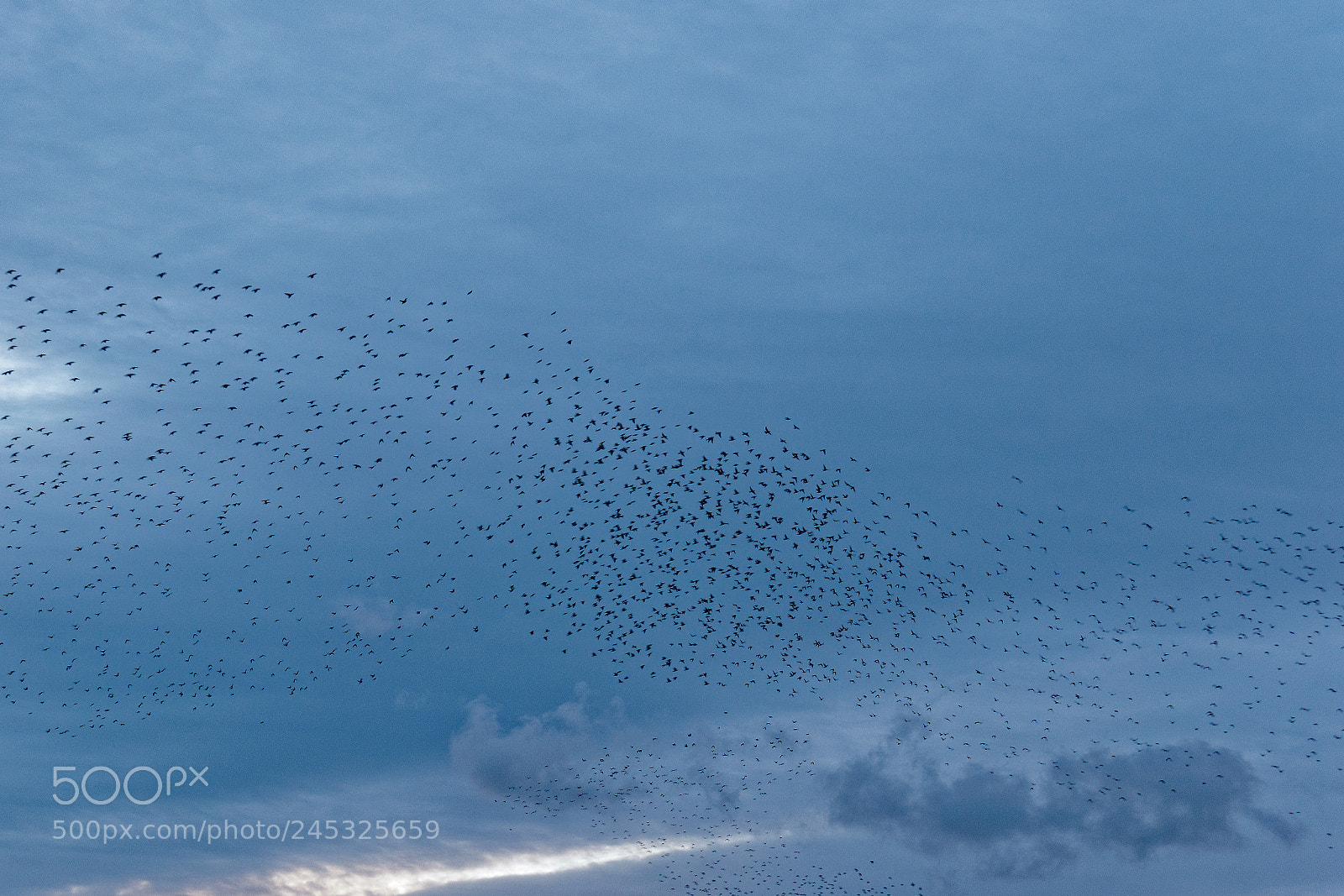 Sony Alpha DSLR-A900 sample photo. Murmuration iii photography
