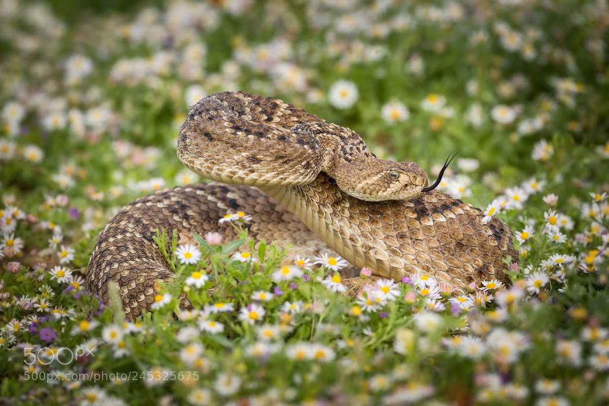 Canon EOS-1D Mark IV sample photo. Rattlesnake photography