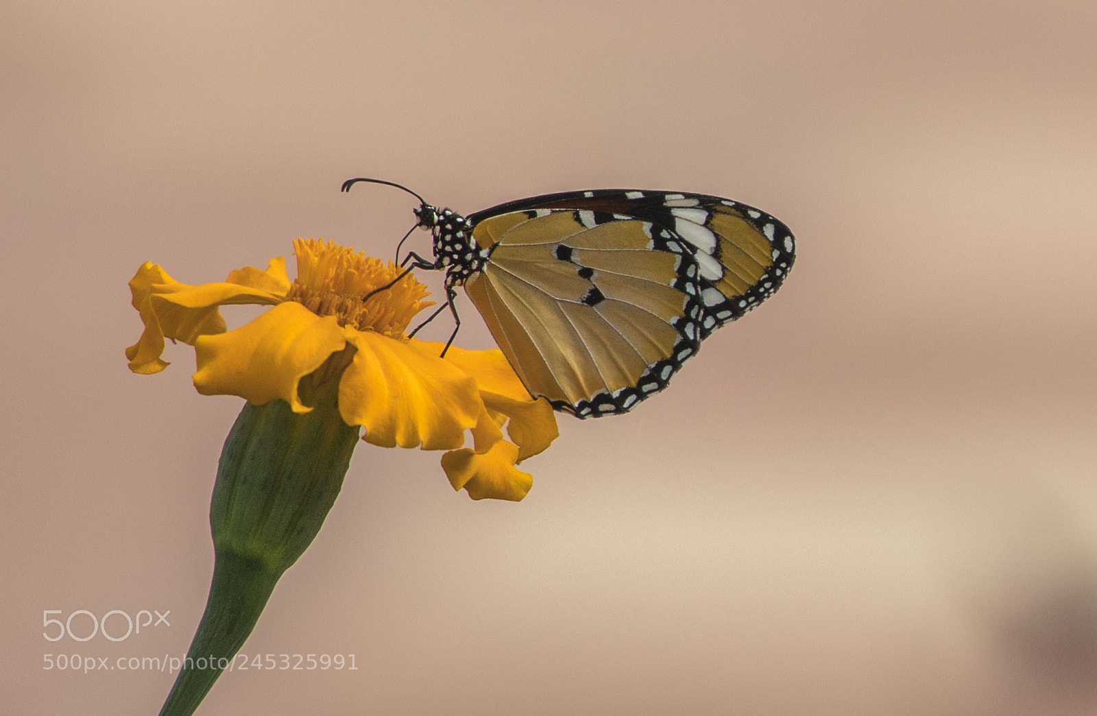 Canon EOS 6D Mark II sample photo. Mariposa y flor photography