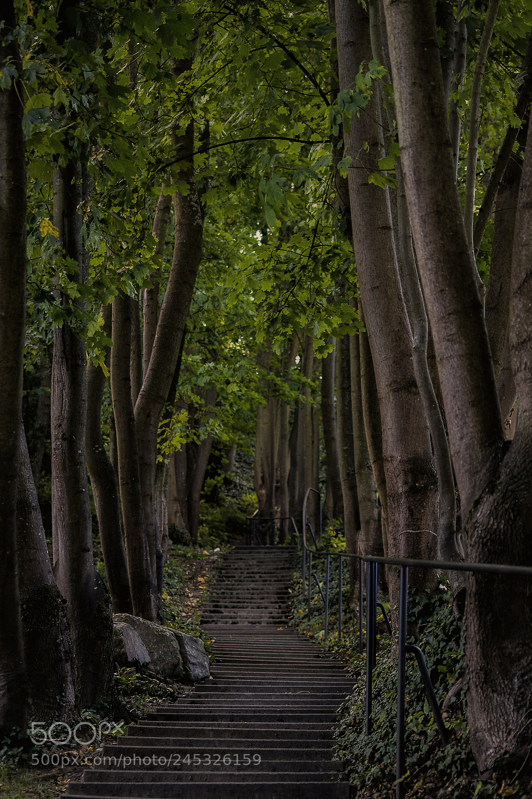 Nikon D3100 sample photo. Way to shíre photography
