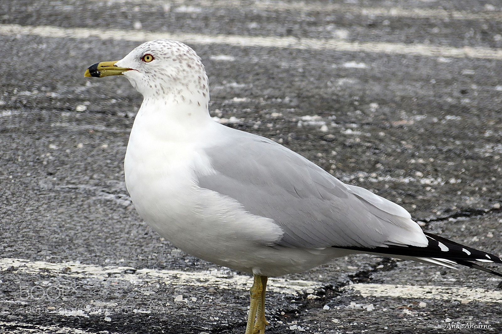 Canon PowerShot SX720 HS sample photo. Ring-billed gull photography