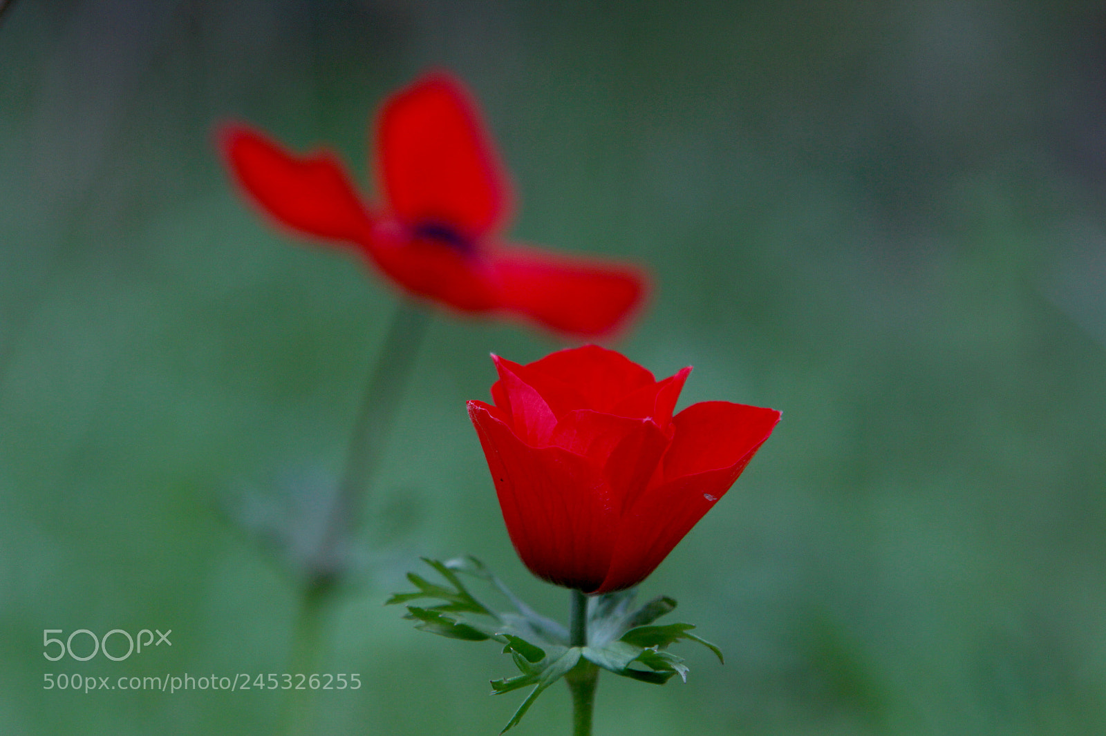 Canon EOS 60D sample photo. Img photography