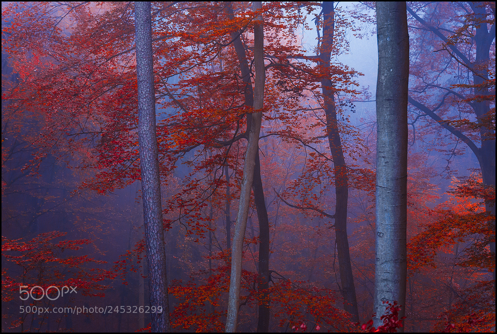Nikon D80 sample photo. Autumn trees photography