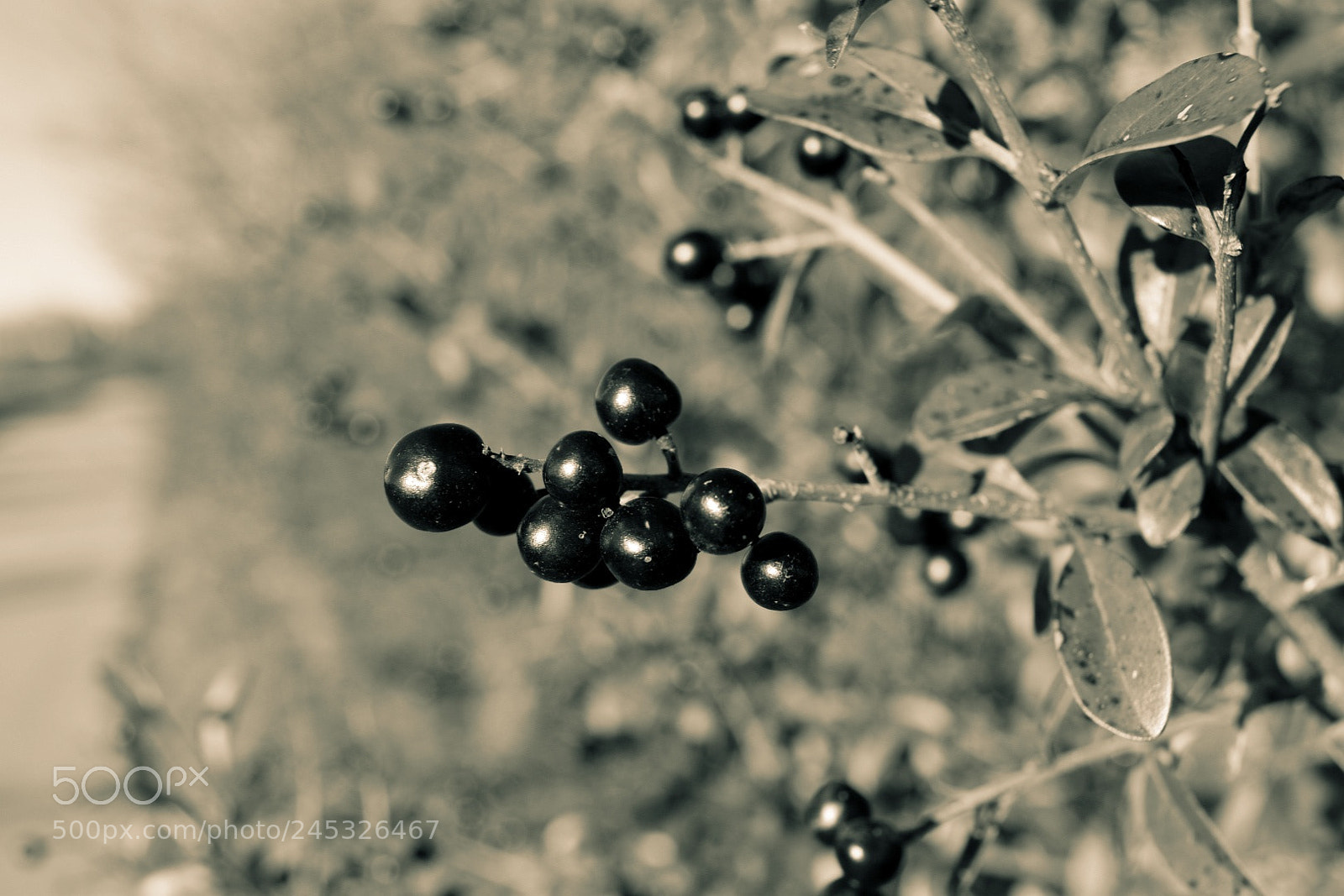 Nikon D5500 sample photo. Rowan highlighted photography