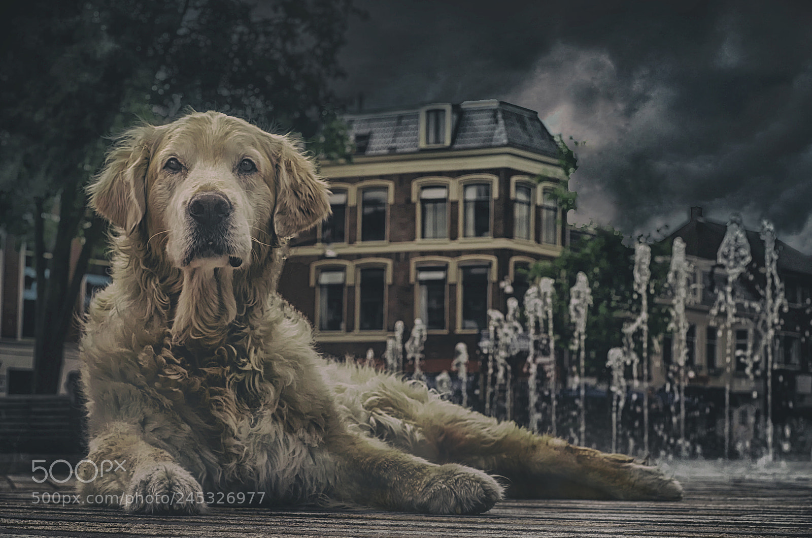 Nikon D5100 sample photo. City dog photography