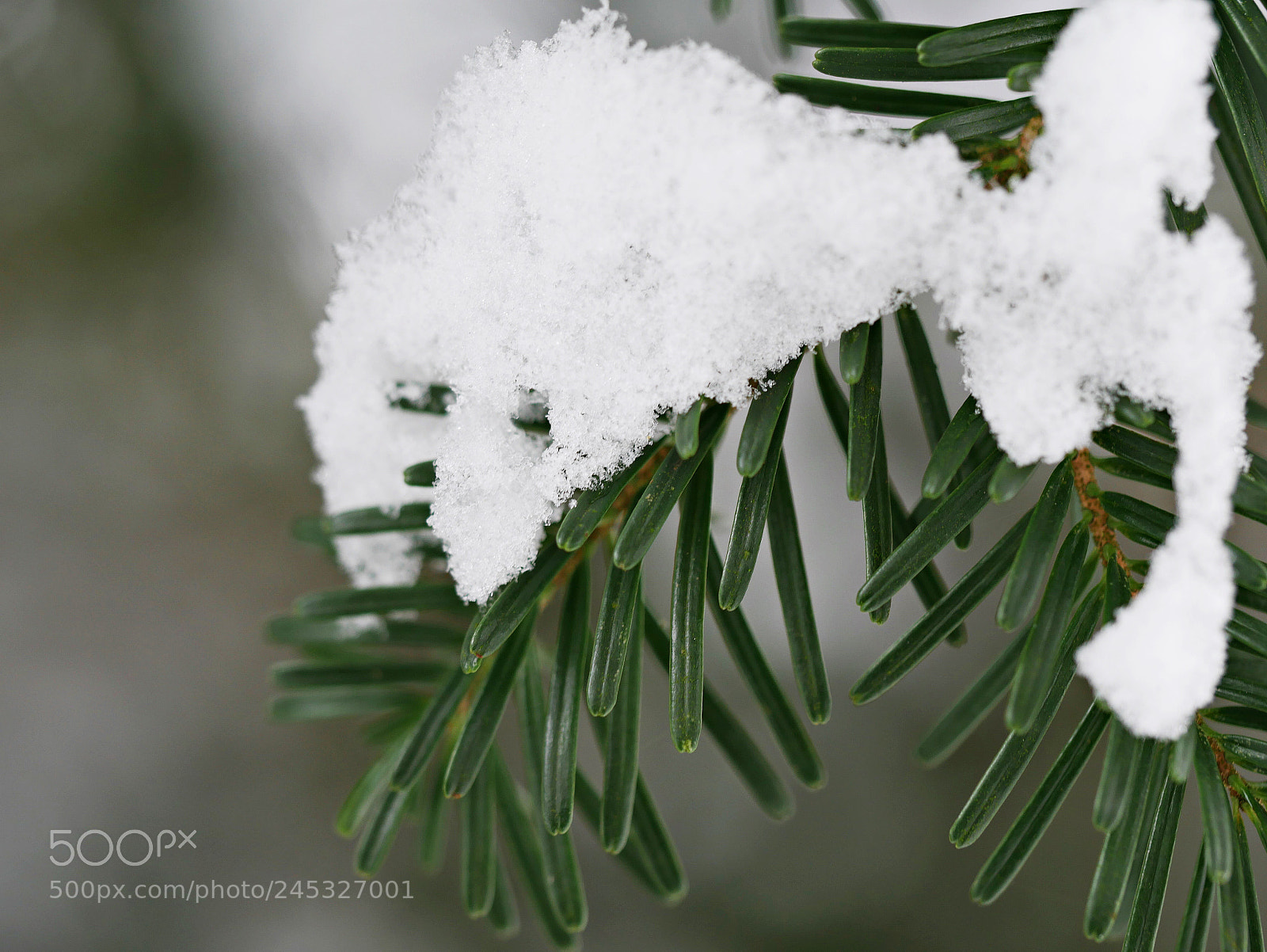 Panasonic Lumix DMC-G7 sample photo. Pine tree photography