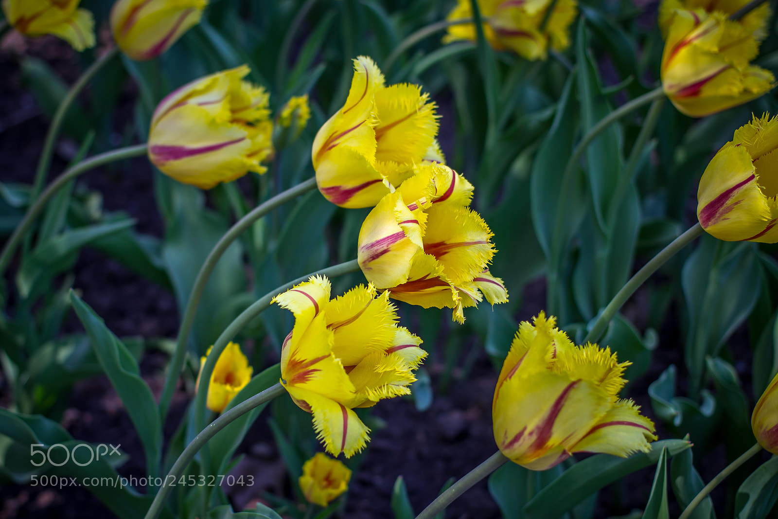 Canon EOS 600D (Rebel EOS T3i / EOS Kiss X5) sample photo. Flamenco tulips photography