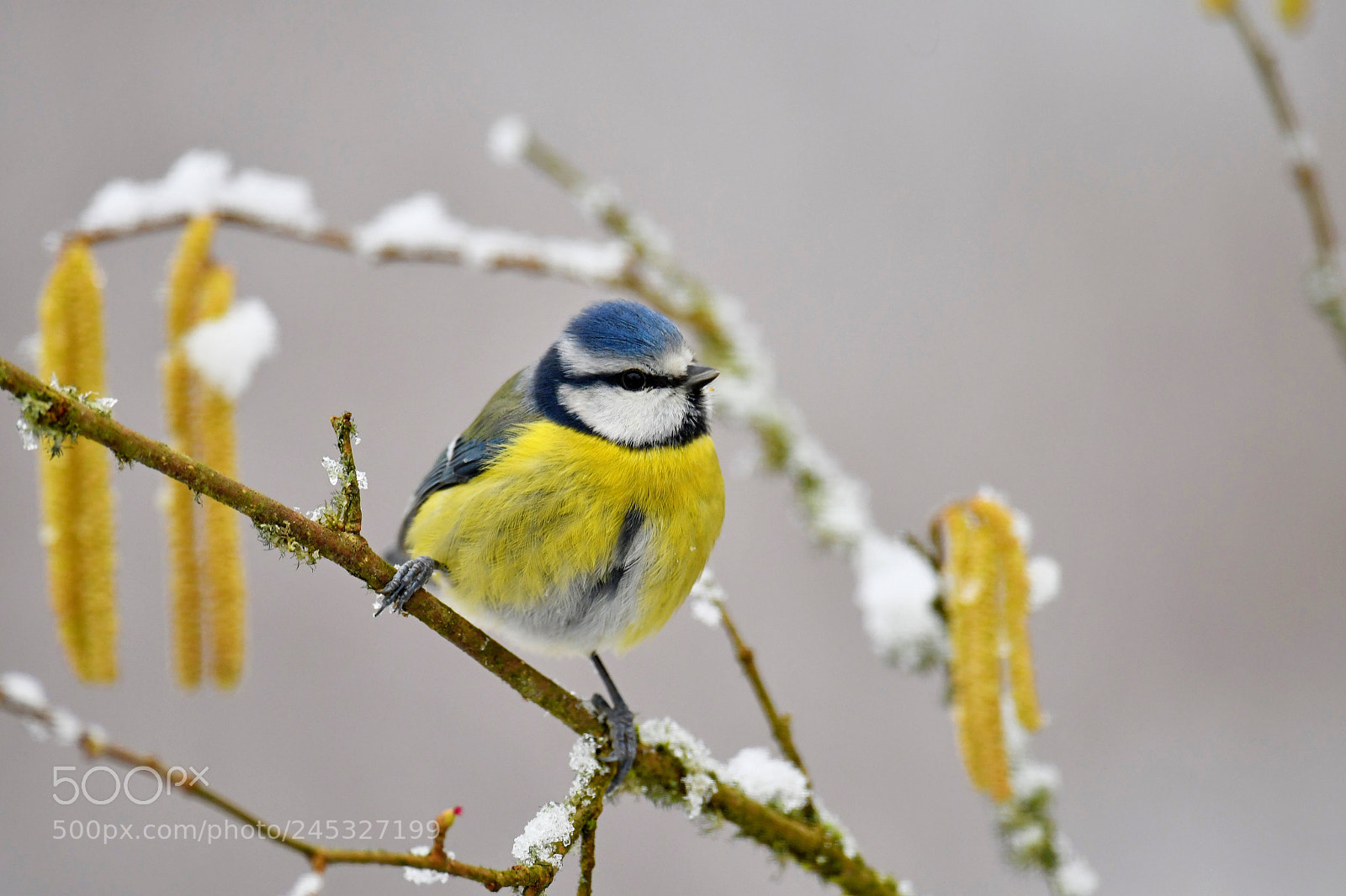Nikon D500 sample photo. Blue tit photography