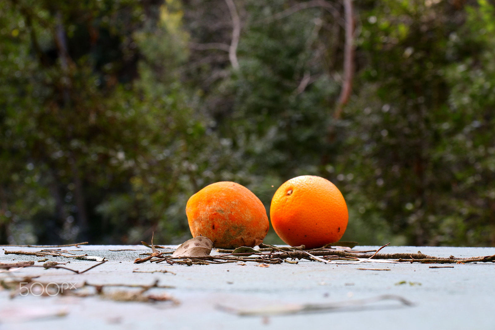 Canon EF-S 18-200mm F3.5-5.6 IS sample photo. Lost oranges photography