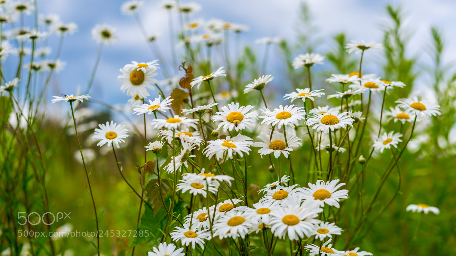 Nikon D810 sample photo. Сhamomiles. photography