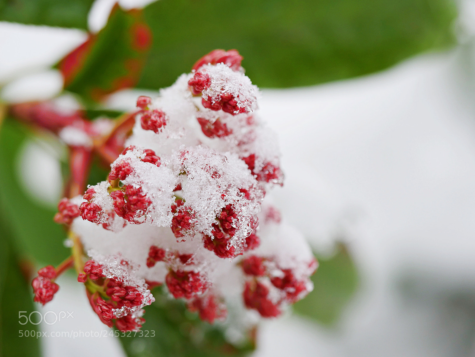 Panasonic Lumix DMC-G7 sample photo. Flower in snow photography