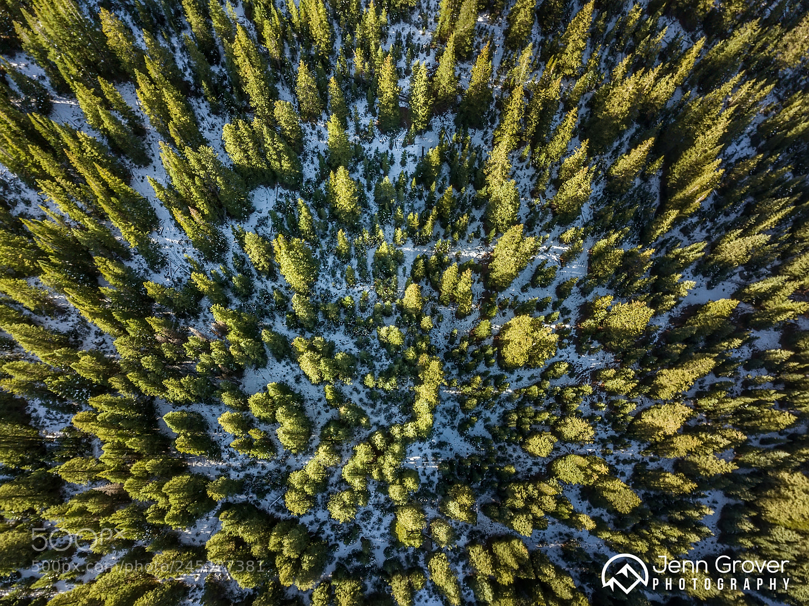 DJI FC220 sample photo. Forest photography