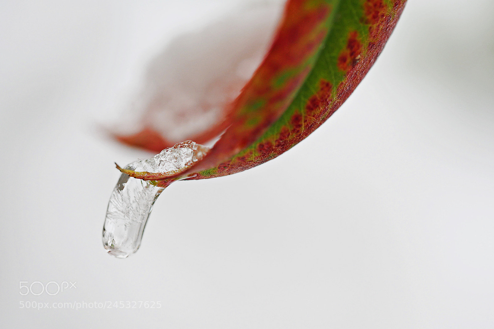 Panasonic Lumix DMC-G7 sample photo. Leaf with a drop photography