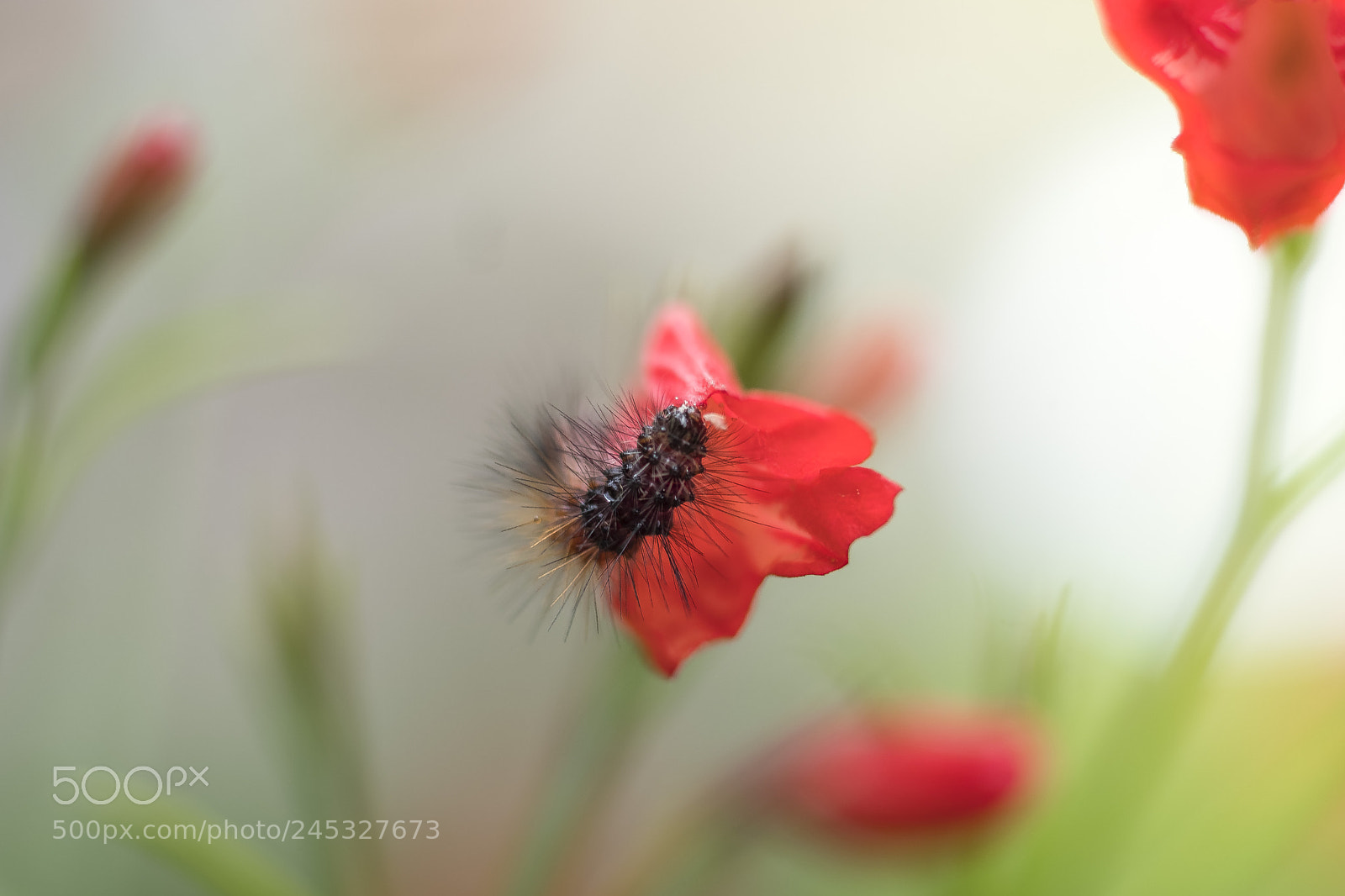 Fujifilm X-T2 sample photo. Walk through the garden photography