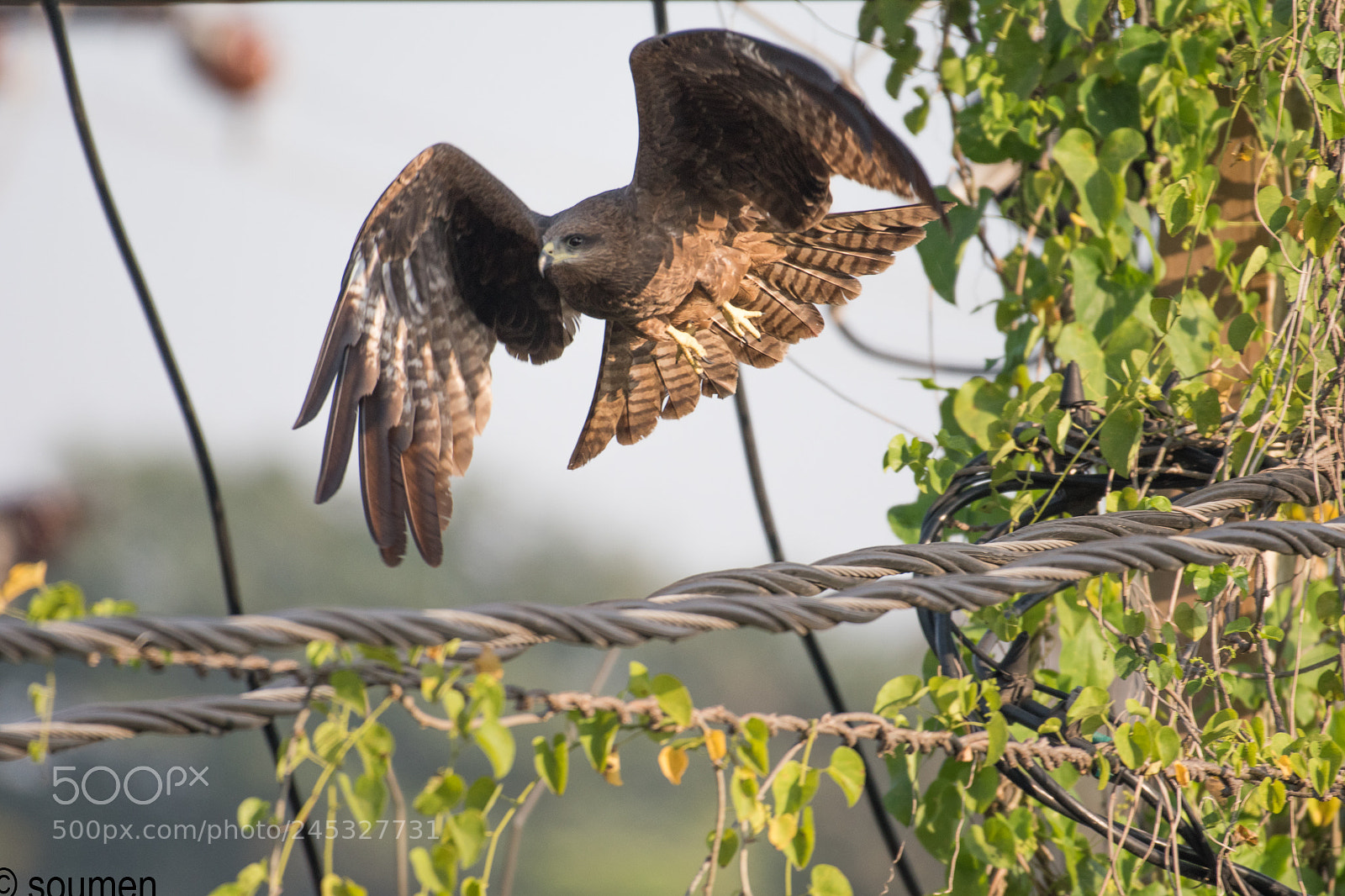 Nikon D5500 sample photo. Black kite photography