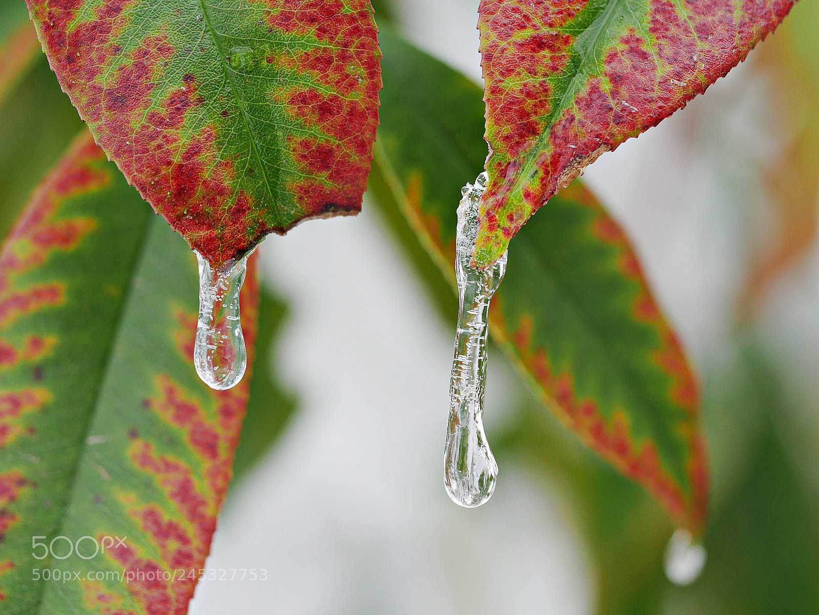 Panasonic Lumix DMC-G7 sample photo. Leaky leaf photography