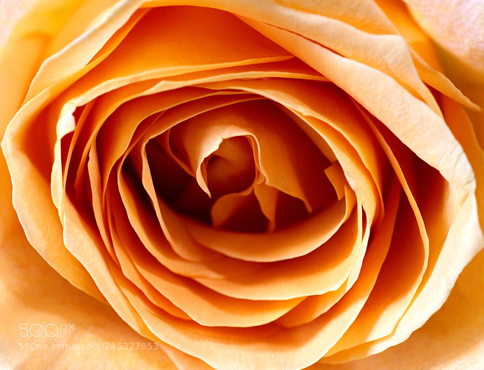 Nikon D5500 sample photo. Layers of fragrance photography