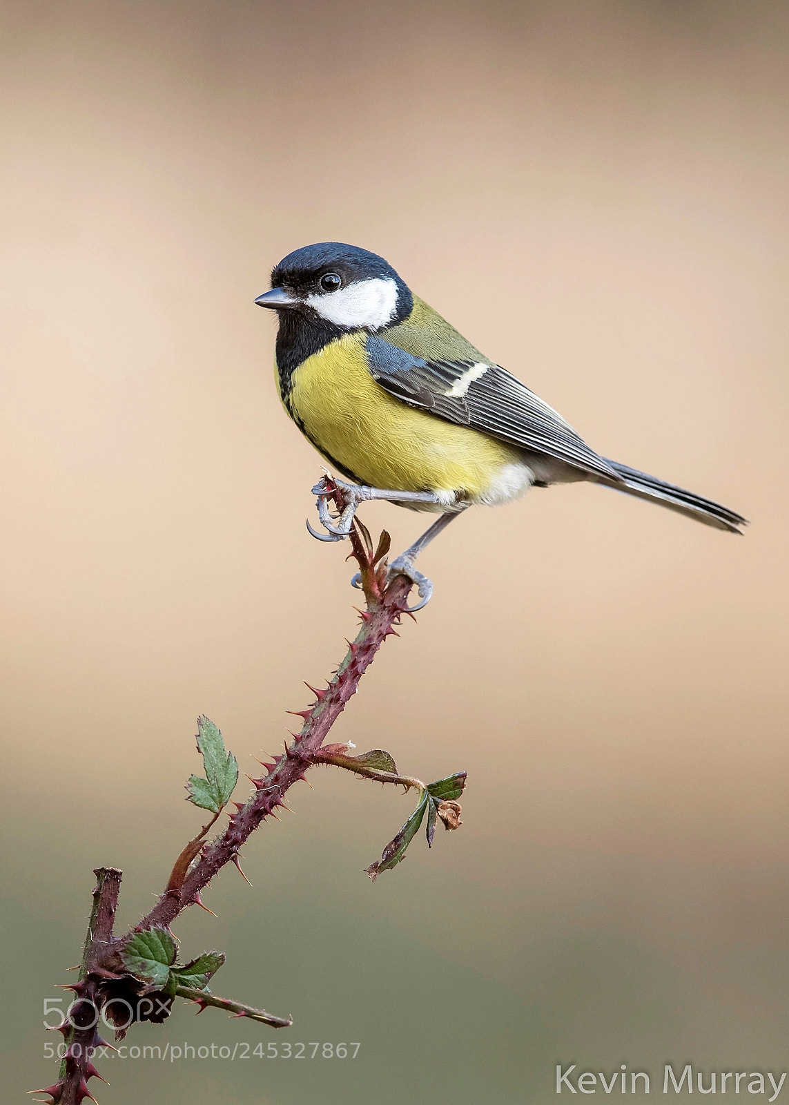 Canon EOS 7D Mark II sample photo. Great tit photography