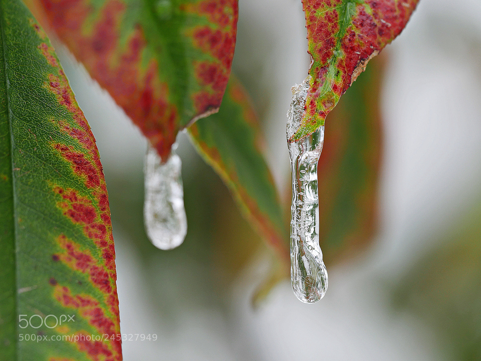 Panasonic Lumix DMC-G7 sample photo. Leaky leaf 2 photography