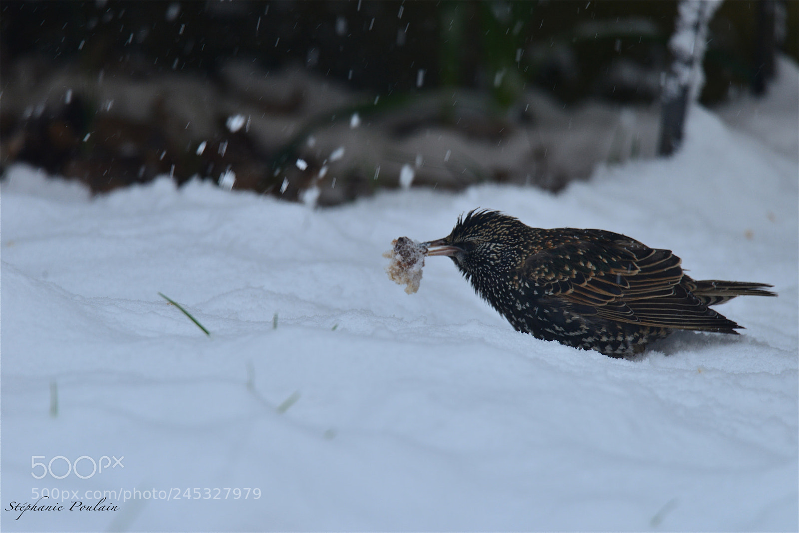 Nikon D610 sample photo. Brrrr... il fait froid... photography