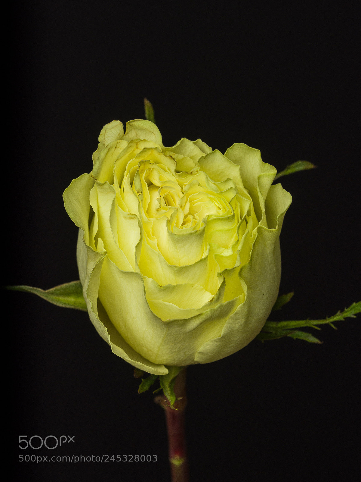 Olympus OM-D E-M1 sample photo. Yellow flower 02 photography