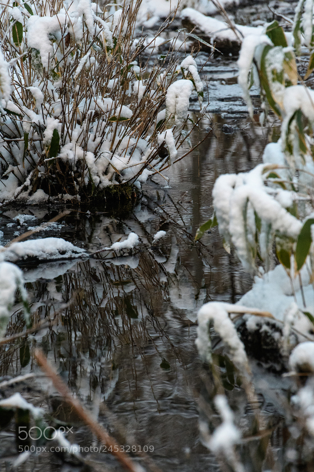 Nikon D500 sample photo. Reflection photography