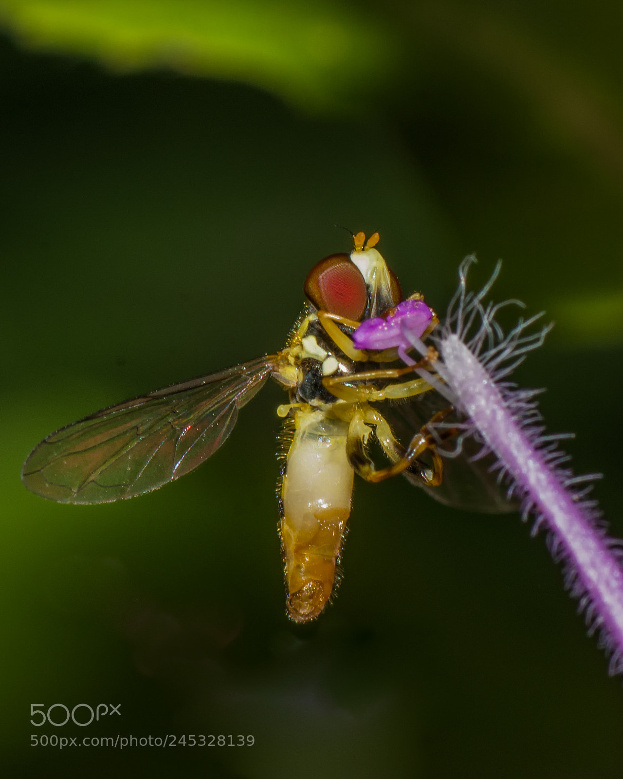 Nikon D7200 sample photo. Hoverfly on wild bergamot photography