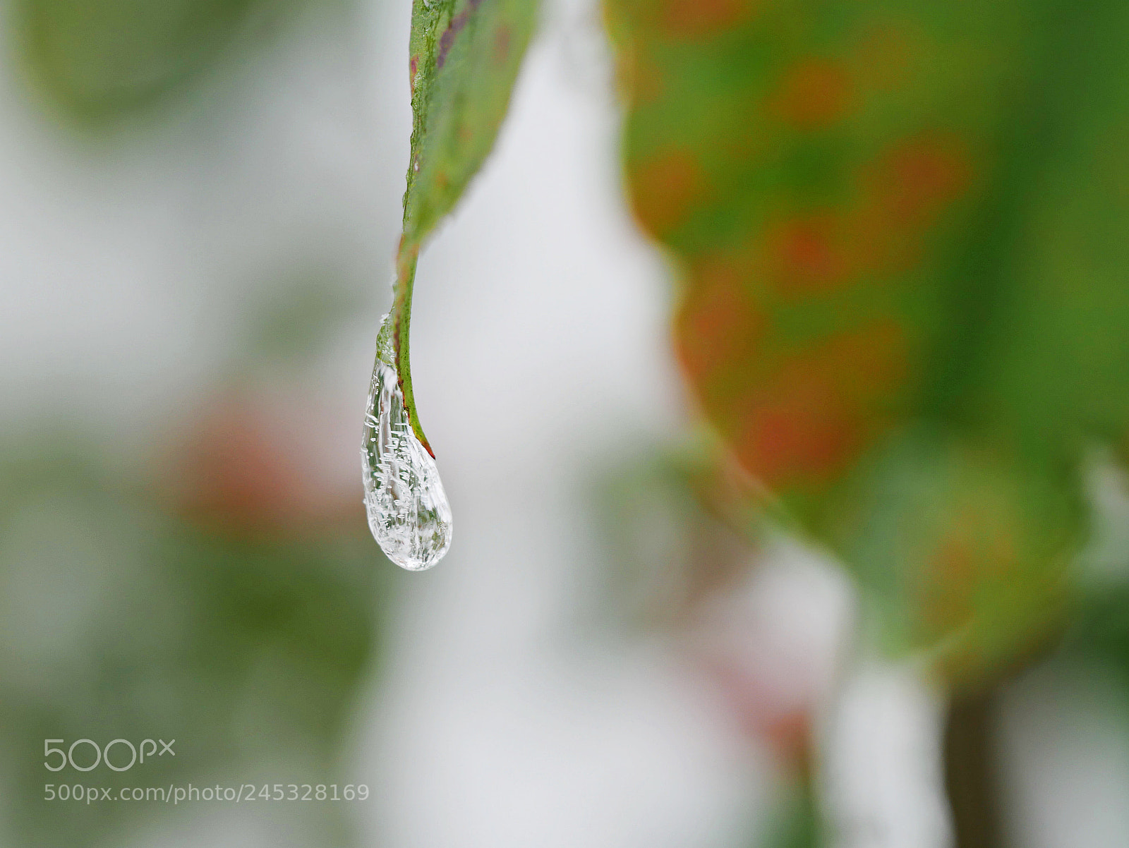 Panasonic Lumix DMC-G7 sample photo. Frozen water drop photography