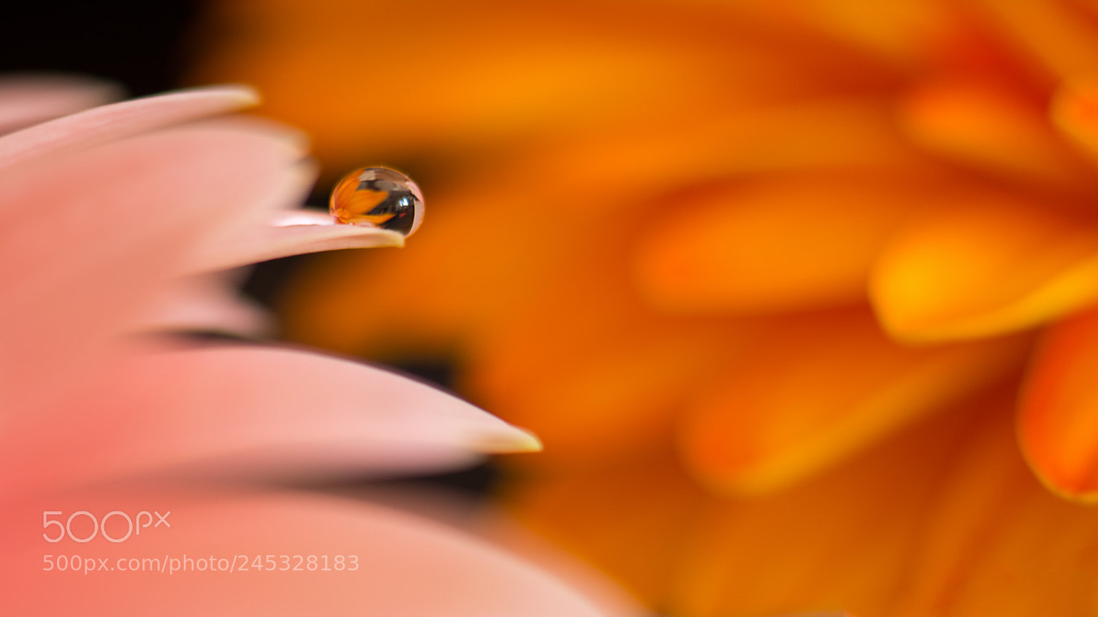 Nikon D7100 sample photo. World of the drops photography