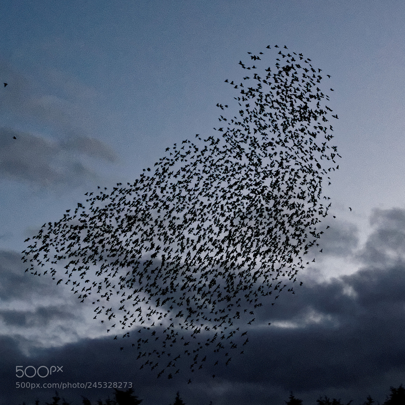 Sony Alpha DSLR-A900 sample photo. Murmuration iv photography