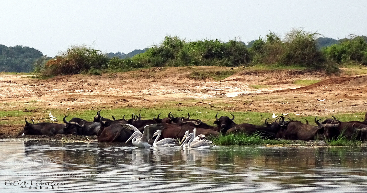 Sony Cyber-shot DSC-HX400V sample photo. Pelicans and buffaloes photography