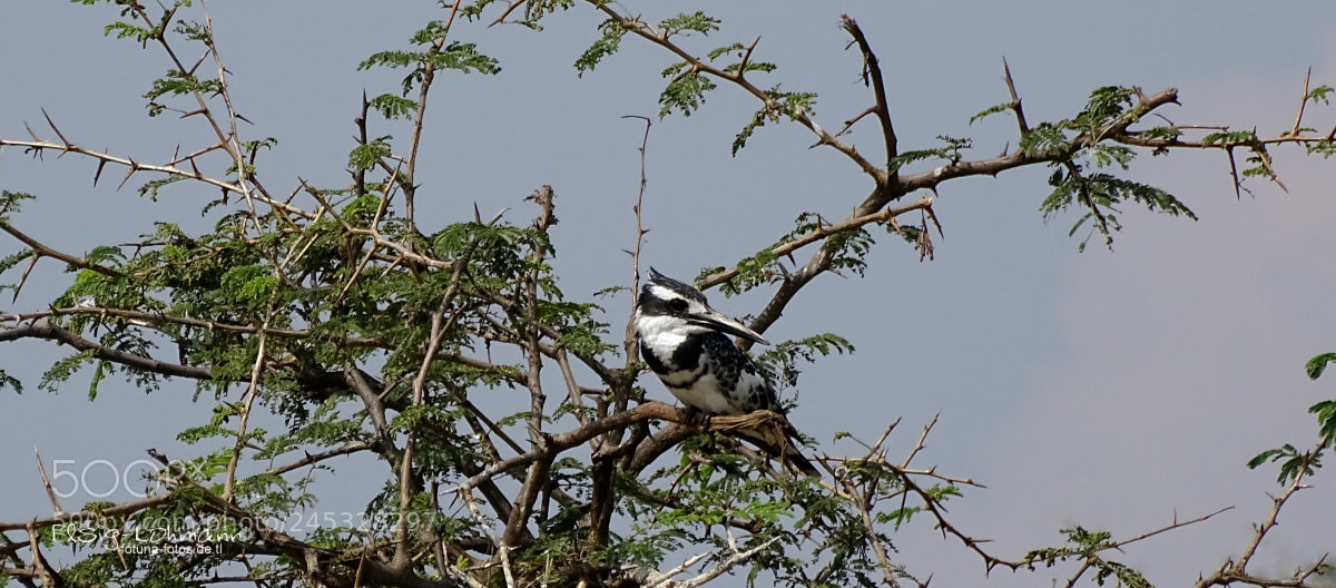 Sony Cyber-shot DSC-HX400V sample photo. African pied kingfisher photography