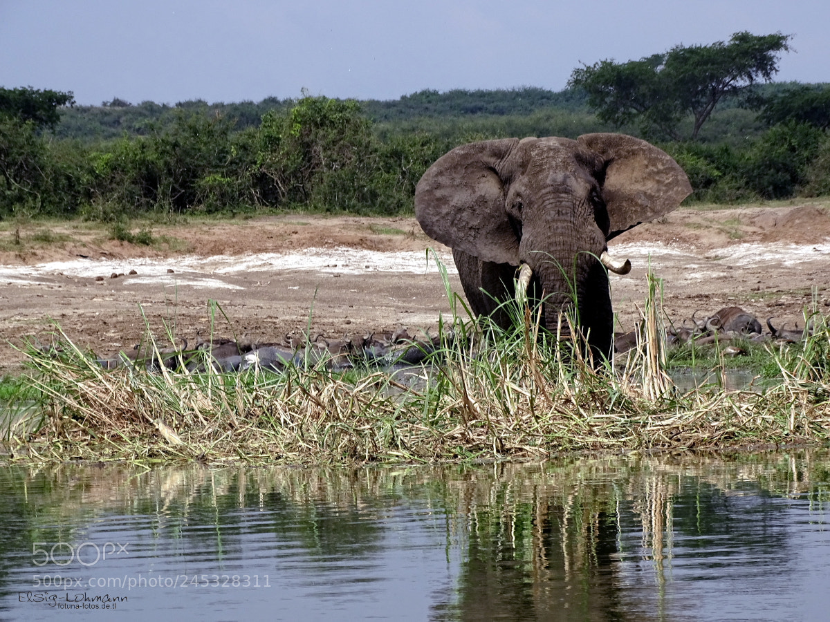 Sony Cyber-shot DSC-HX400V sample photo. Elephant in the reed photography