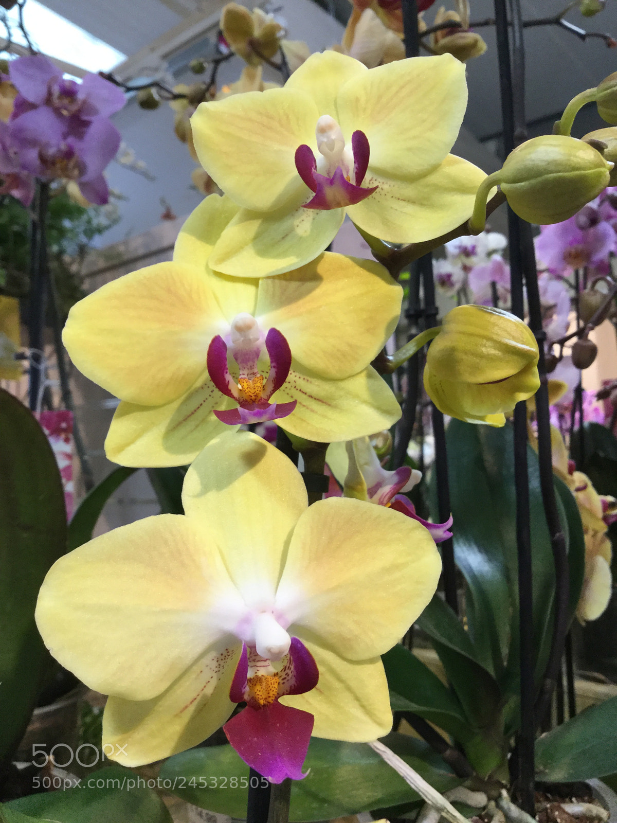 Apple iPod touch sample photo. Yellow and pink orchid photography