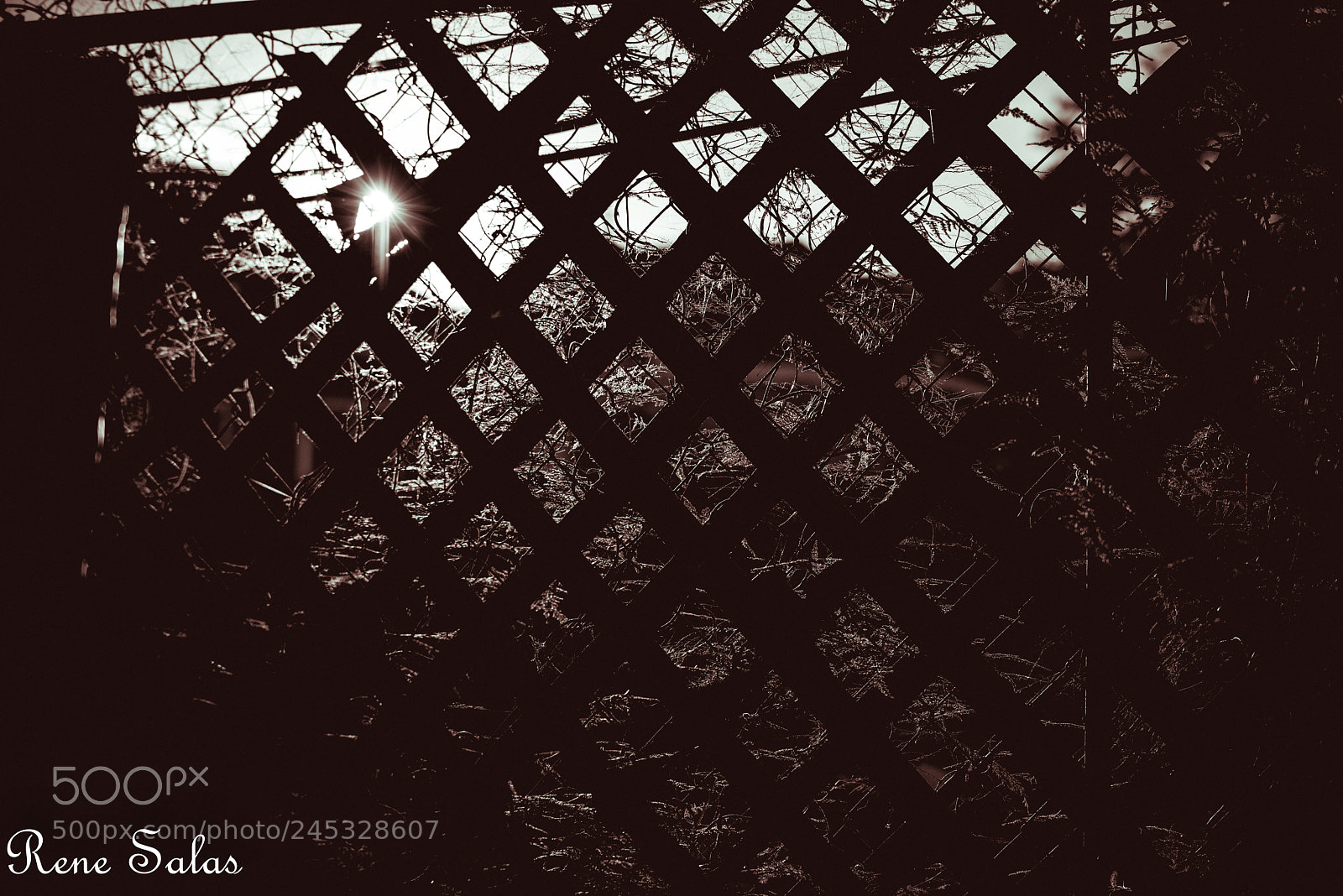 Nikon D810 sample photo. Fences photography