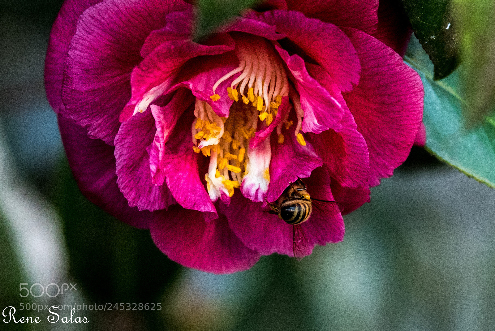 Nikon D810 sample photo. Redbee photography