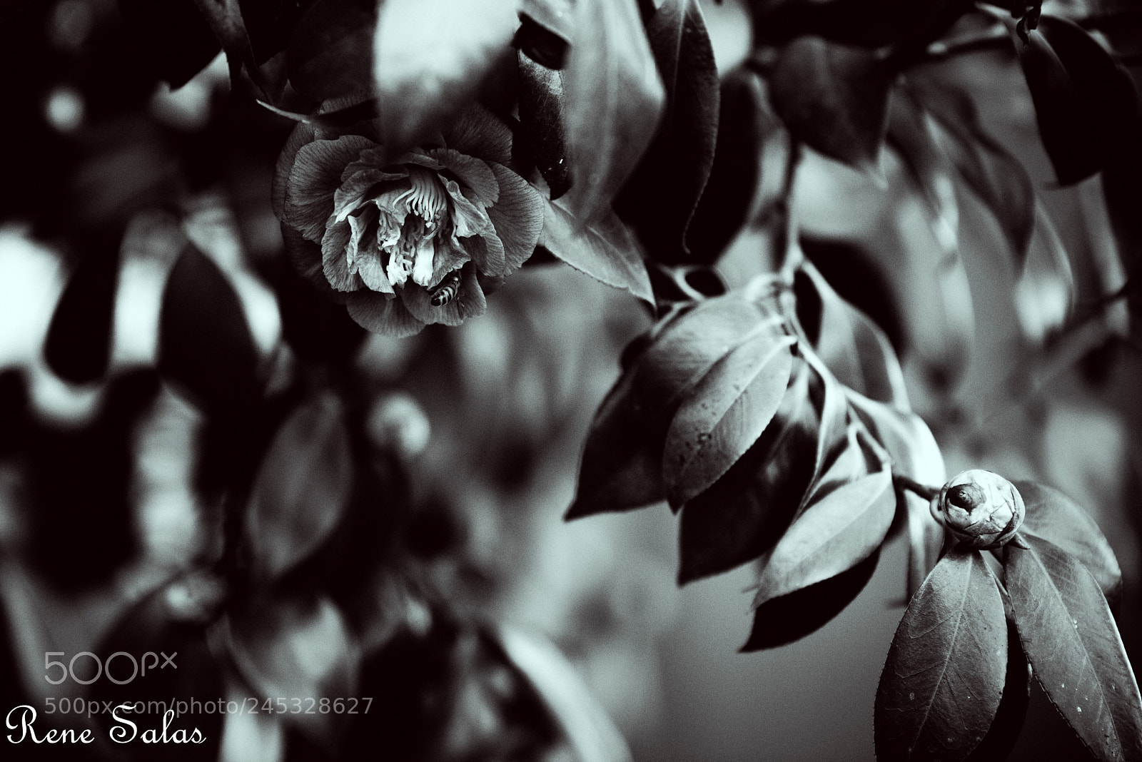 Nikon D810 sample photo. Ithinkitsabee photography