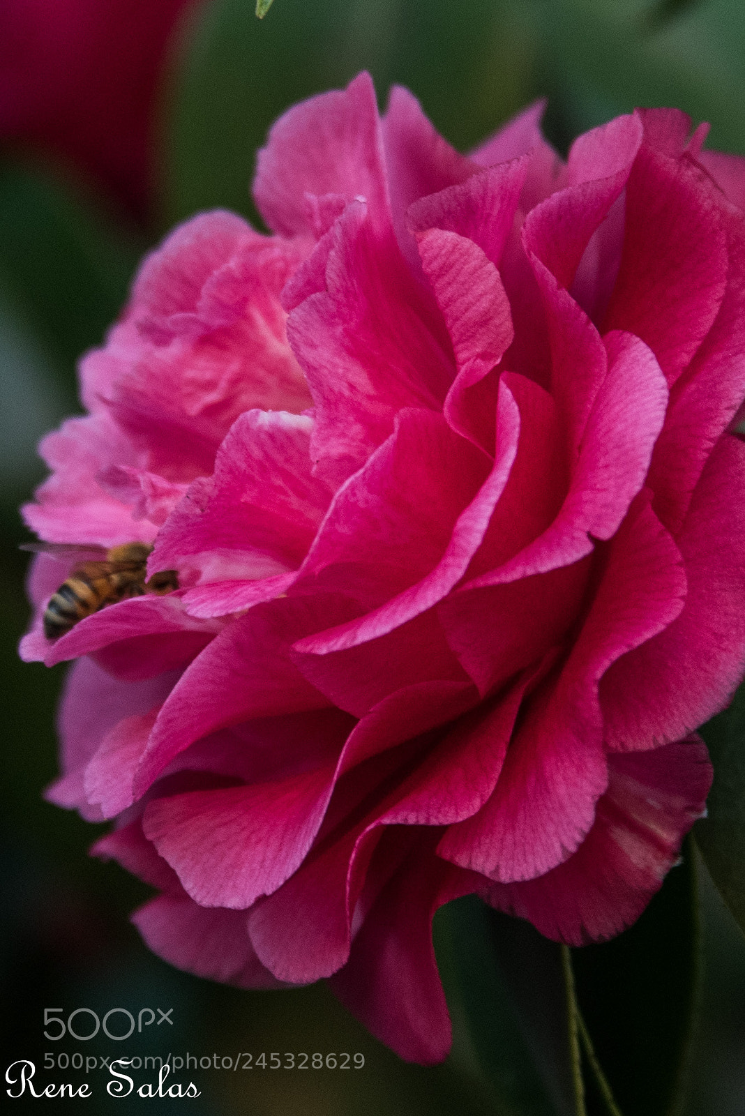 Nikon D810 sample photo. Bee photography